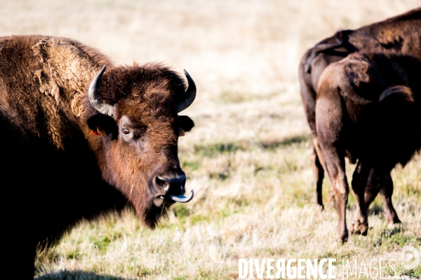 Elevage de bisons en Auvergne