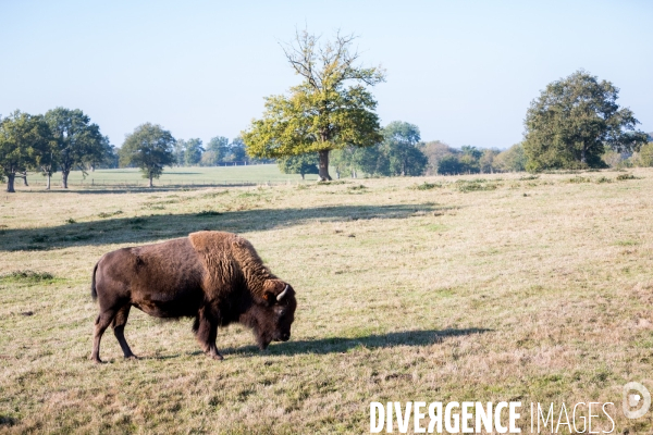 Elevage de bisons en Auvergne