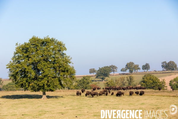 Elevage de bisons en Auvergne
