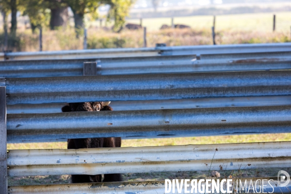 Elevage de bisons en Auvergne