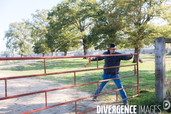 Elevage de bisons en Auvergne