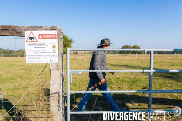 Elevage de bisons en Auvergne