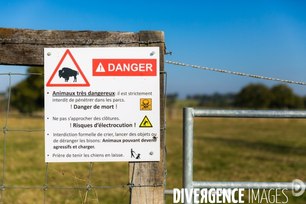 Elevage de bisons en Auvergne