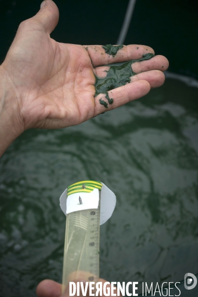 Spiruline