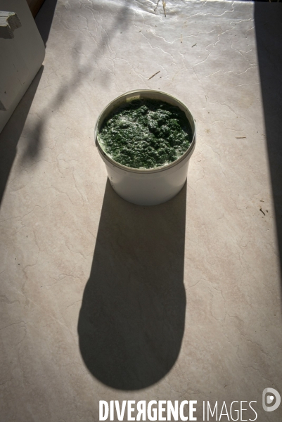 Spiruline