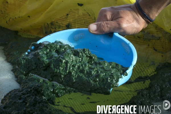 Spiruline
