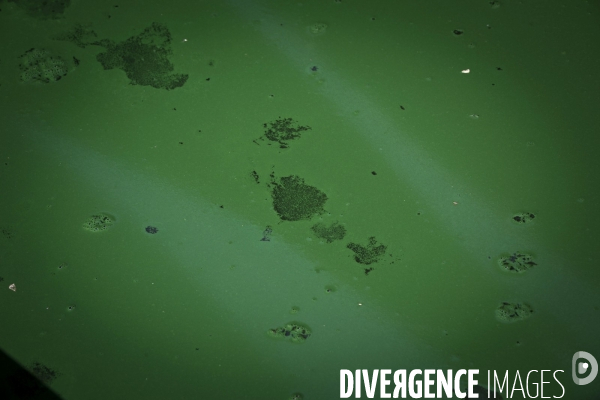 Spiruline