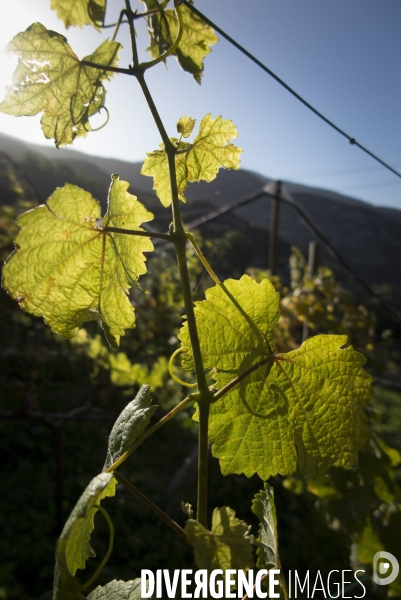 Cim de Cel Vin d Andorre