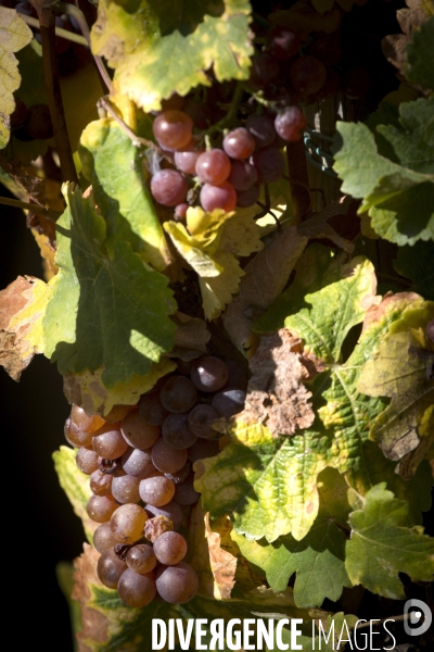 Cim de Cel Vin d Andorre