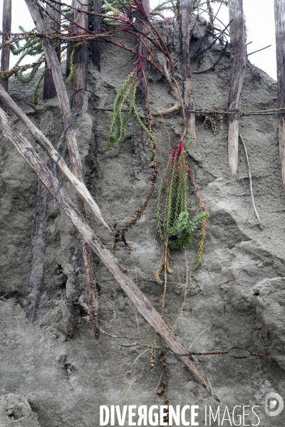Erosion du littoral languedocien