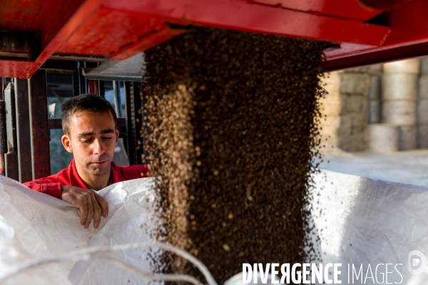 Récolte de millet et sarrasin bio