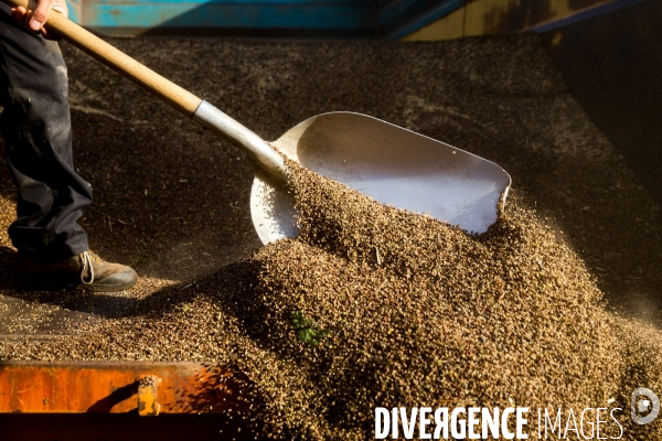 Récolte de millet et sarrasin bio