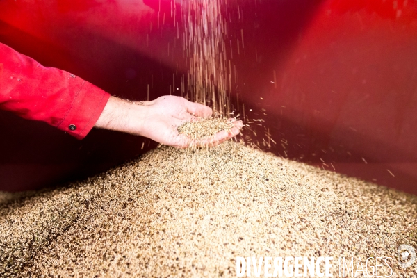 Récolte de millet et sarrasin bio
