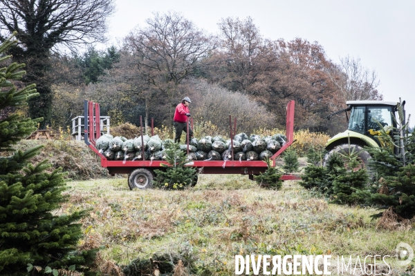 Une Vie de Sapin