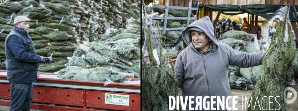 Une Vie de Sapin