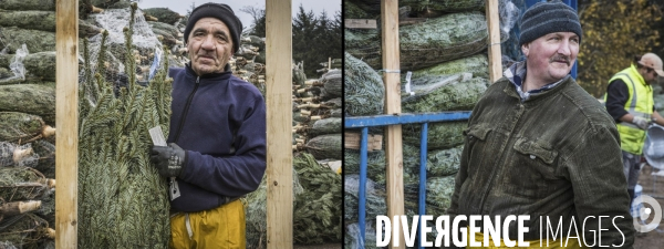 Une Vie de Sapin