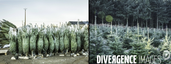 Une Vie de Sapin