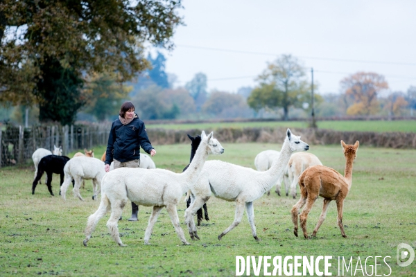 Elevage de lamas en Auvergne