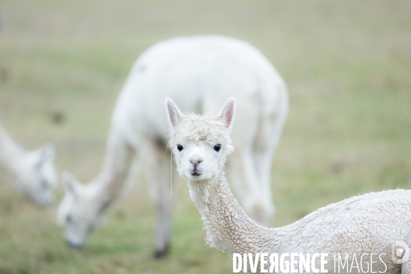 Elevage de lamas en Auvergne