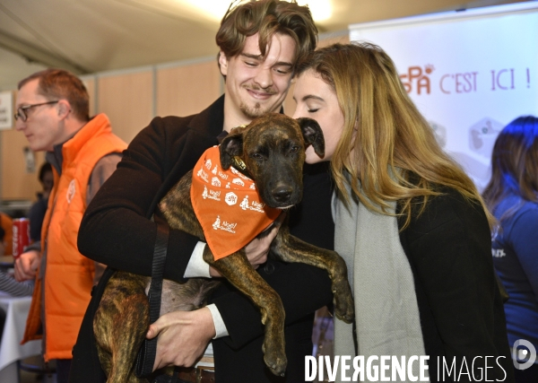 SPA, chiens et chats à l adoption au Noel des animaux