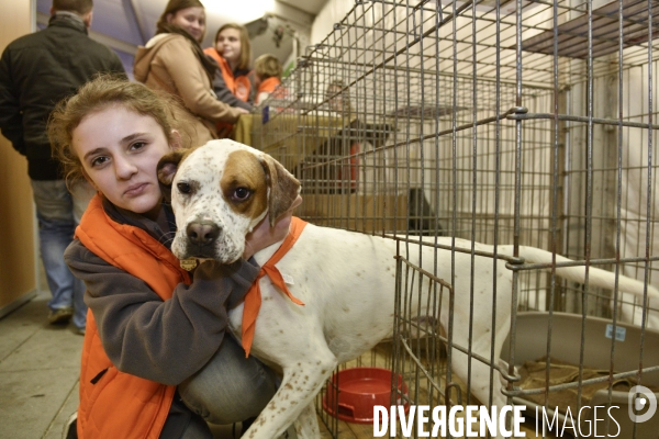 SPA, chiens et chats à l adoption au Noel des animaux