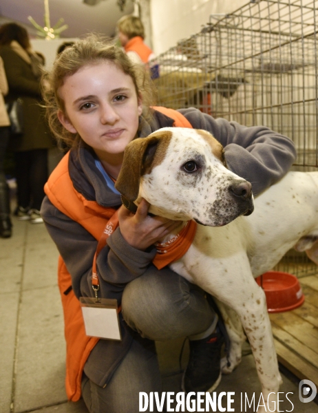 SPA, chiens et chats à l adoption au Noel des animaux