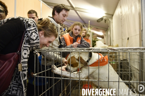 SPA, chiens et chats à l adoption au Noel des animaux