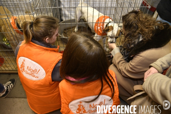 SPA, chiens et chats à l adoption au Noel des animaux