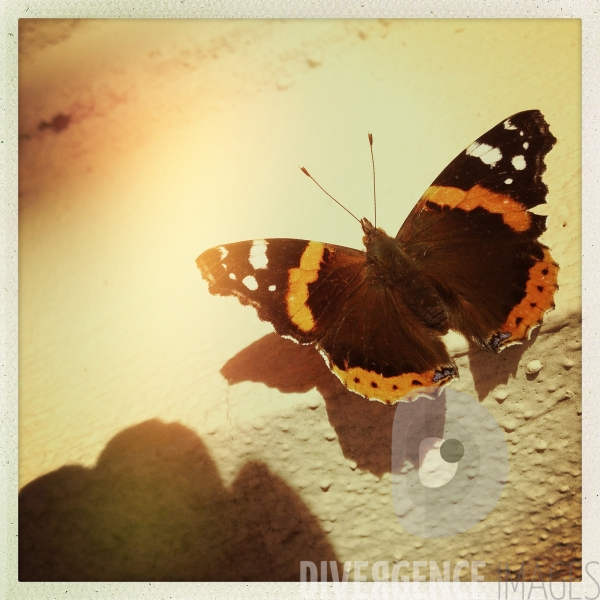 Cartes postales pour une Fée : Papillon