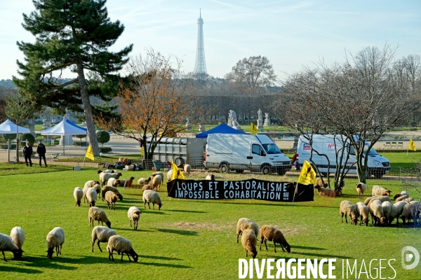 Les moutons sont entrés dans Paris,aux jardins des Tuileries , en signe de protestation contre la predation des loups