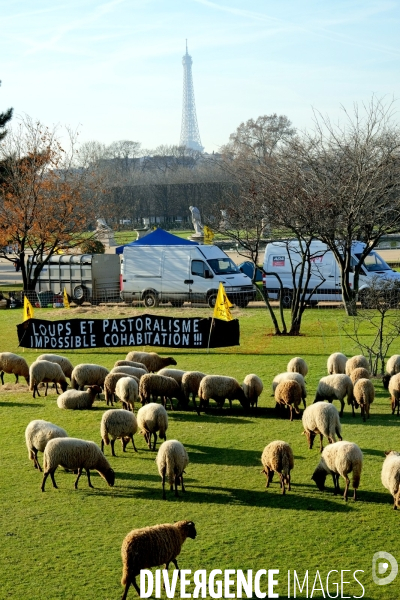 Les moutons sont entrés dans Paris,aux jardins des Tuileries , en signe de protestation contre la predation des loups