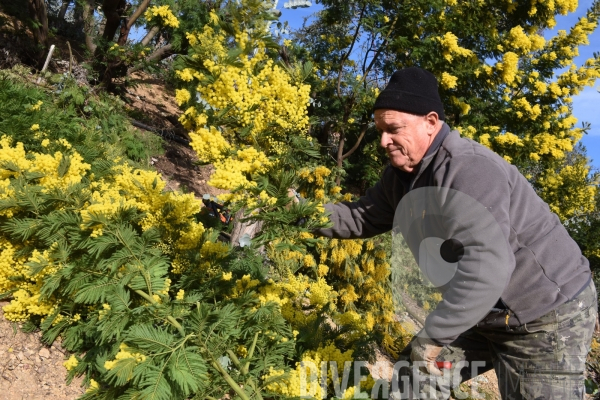 Récolte du #Mimosa #Tanneron #Nice06 #Oggero