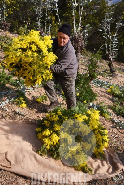 Récolte du #Mimosa #Tanneron #Nice06 #Oggero