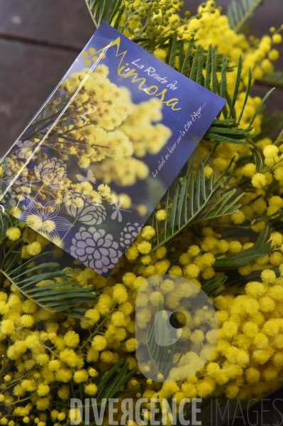 Récolte du #Mimosa #Tanneron #Nice06 #Oggero