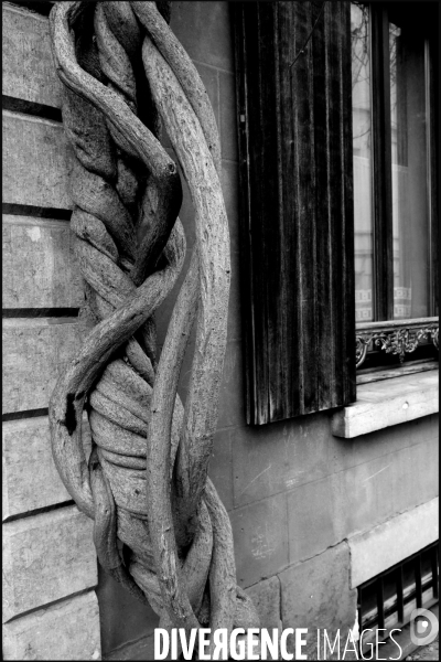 Bruxelles.ccrochee a la facade d une maison, une vigne vierge a l aspect petrifiee