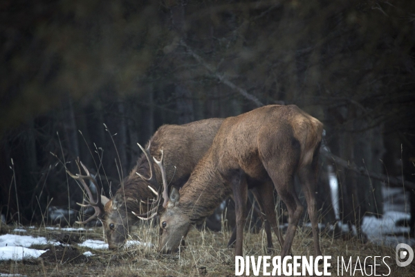 Petite Chronique d en Haut 2017 Le Cerf