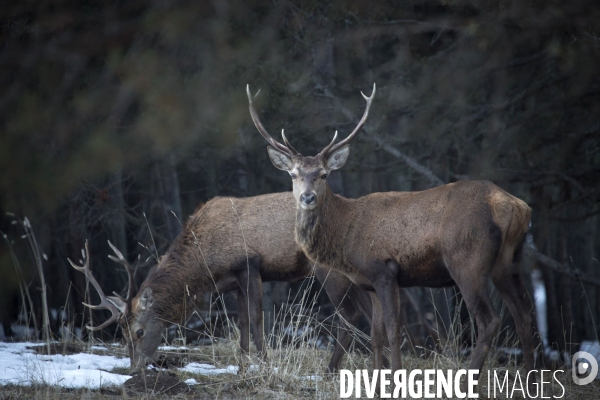 Petite Chronique d en Haut 2017 Le Cerf