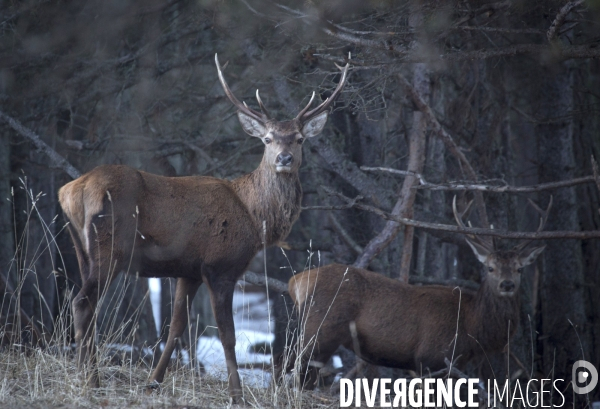 Petite Chronique d en Haut 2017 Le Cerf