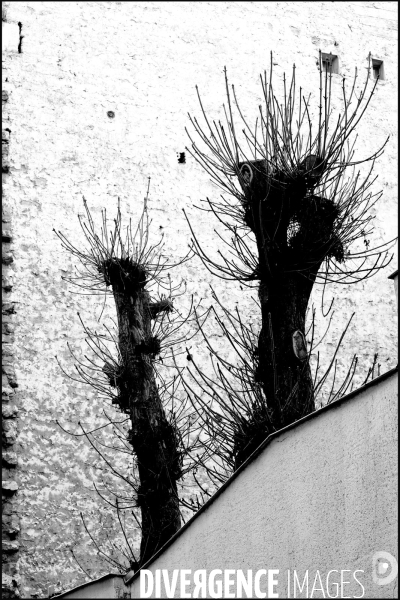 Illustration Fevrier2017.Hiver.Hiver a Paris.Troncs noir se detachant sur un mur pignon