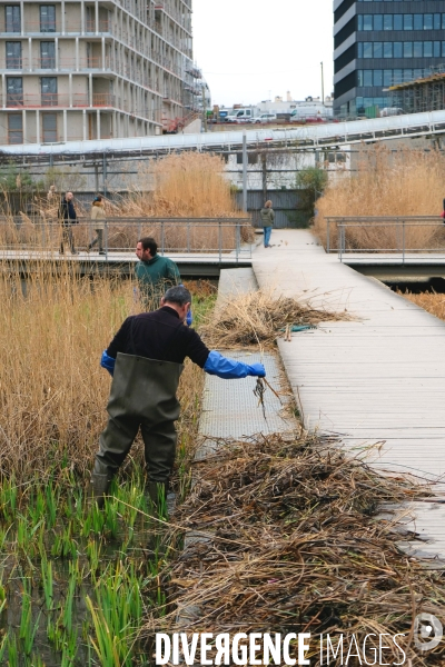 Iiiustration Fevrier2017.Au parc  Martin Luther King, des jardiniers arrachent des plantes envahissantes des bassins afin de degager les jacinthes d eau