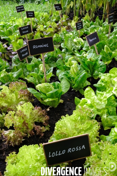 Salon international de l agriculture 2017.Les salades championnes de la diversite