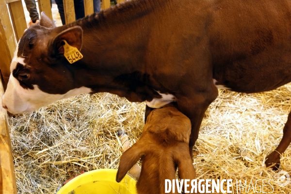 Choses vues au salon de l Agriculture