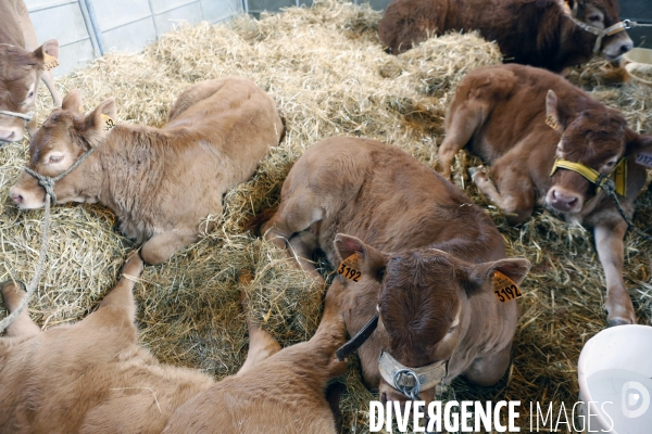 Choses vues au salon de l Agriculture
