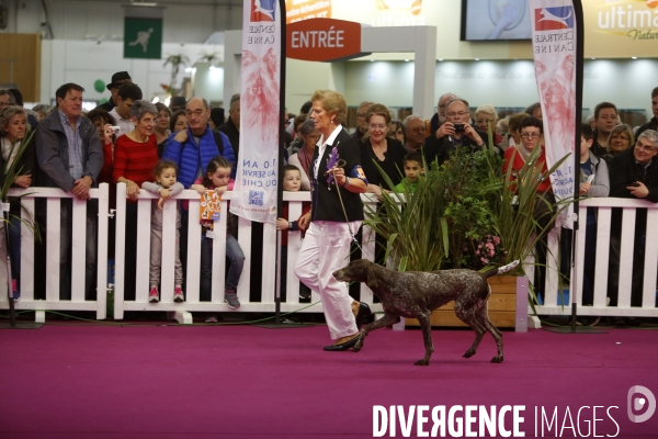 Choses vues au salon de l Agriculture