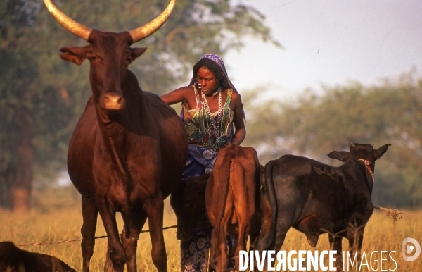 TCHAD : Tribus autour du Lac Tchad