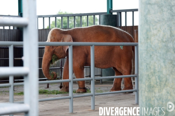 L éléphant blanc du Myanmar
