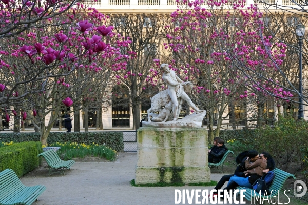 Illustration Mars 2017.Des amoureux sous les magnolias en fleurs dans les jardins du palais royal