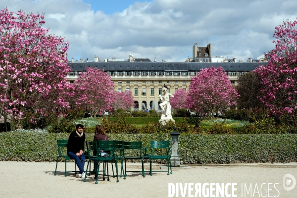 Illustration Mars2017.Le printemps au jardin du Palais Royal