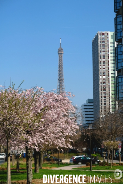 Illustration Mars 2017.Arbres en fleurs sur le mail du front de Seine