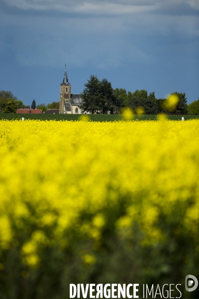 Campagne avec champ de colza.